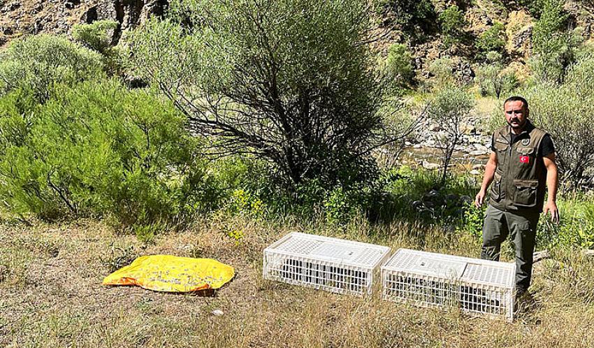 Doğaya 850 keklik bırakıldı