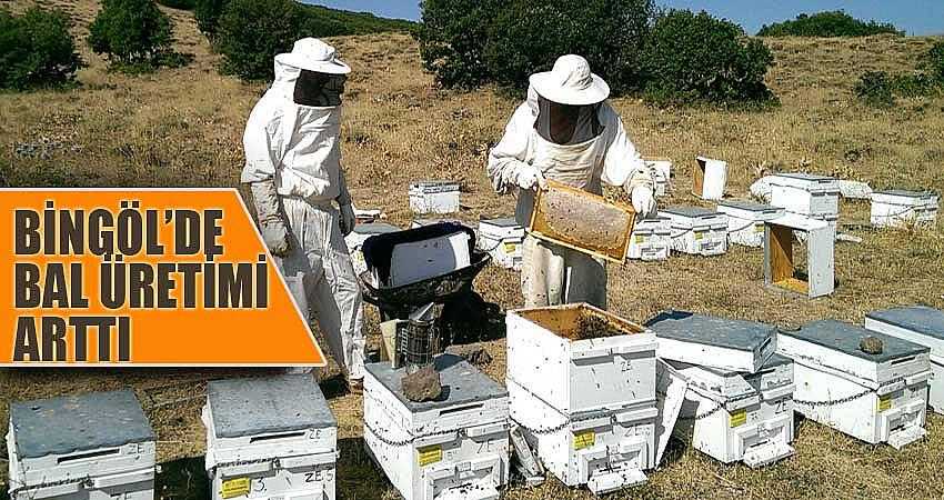 BİNGÖL’DE BAL ÜRETİMİ ARTTI
