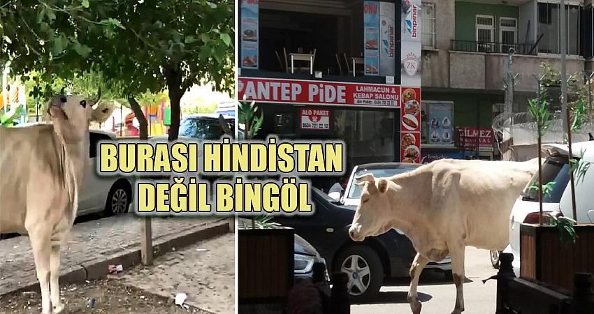 BURASI HİNDİSTAN DEĞİL BİNGÖL