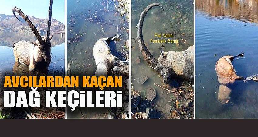 Baraj sularında boğuluyor