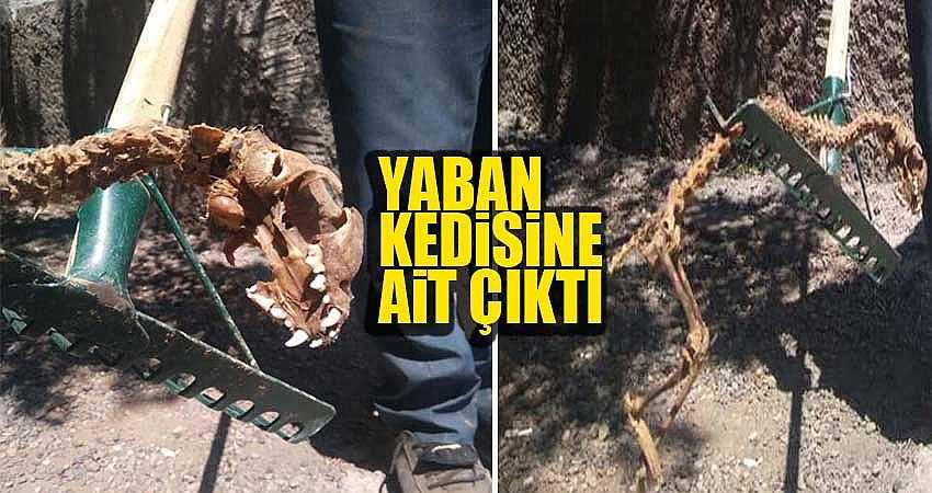 YABAN KEDİSİNE AİT ÇIKTI