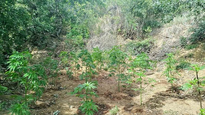 228 Kök Kenevir Ele Geçirildi