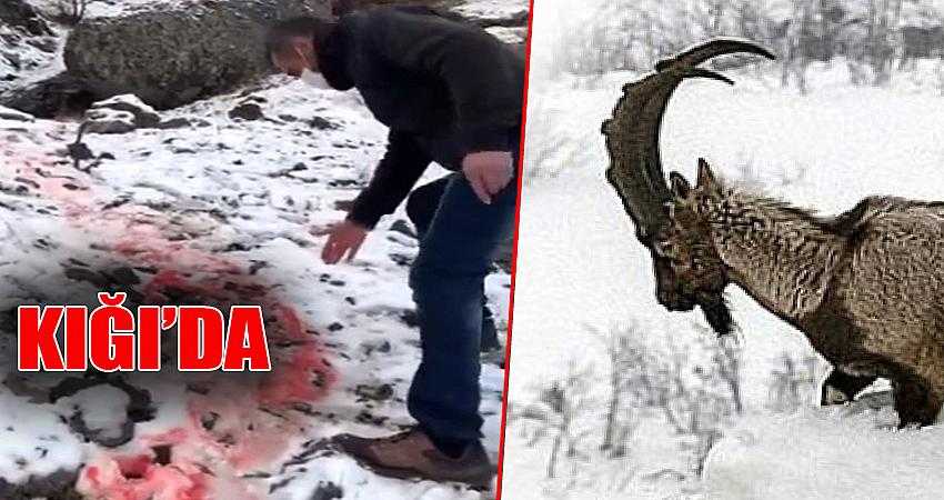 Dağ keçisi öldürüldü