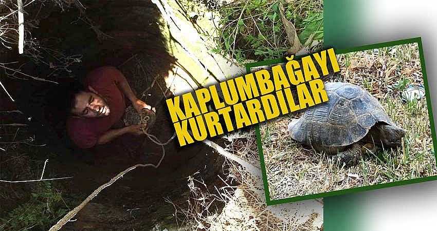 KUYUYA DÜŞEN KAPLUMBAĞAYI KURTARDILAR