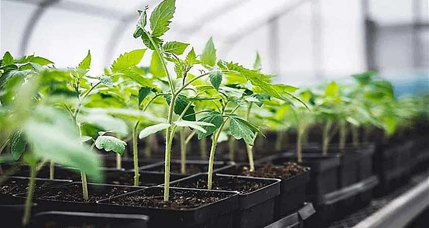 SEBZE FİDESİ ÜRETİM KURSU DÜZENLENECEK