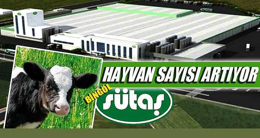 HAYVAN SAYISI 4 BİNE ULAŞTI