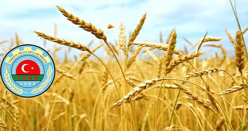 BUĞDAYDA 2 MİLYON TON REKOLTE KAYBI YAŞANACAK