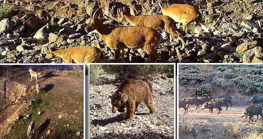 YABAN HAYATI FOTOKAPANLARA YANSIDI